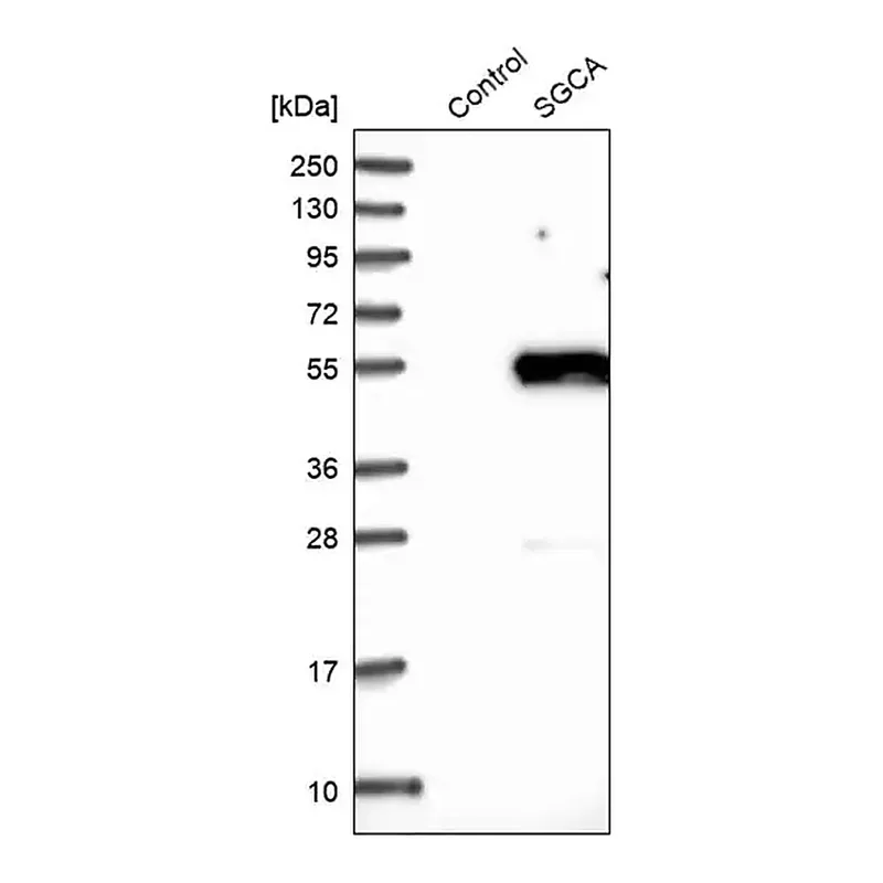 Merck Anti-SGCA antibody produced in rabbit
