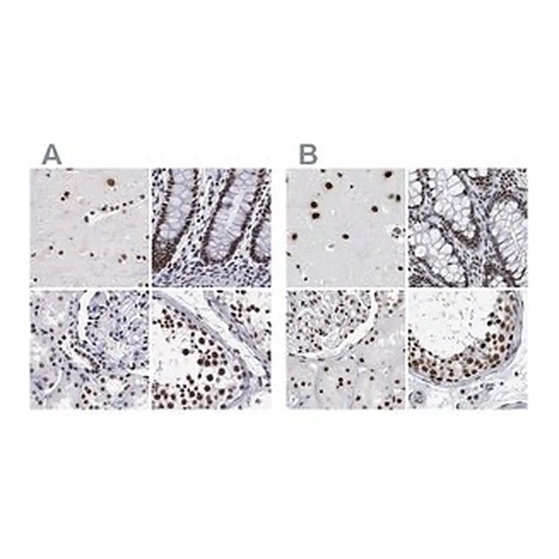 Merck Anti-SF3A1 antibody produced in rabbit