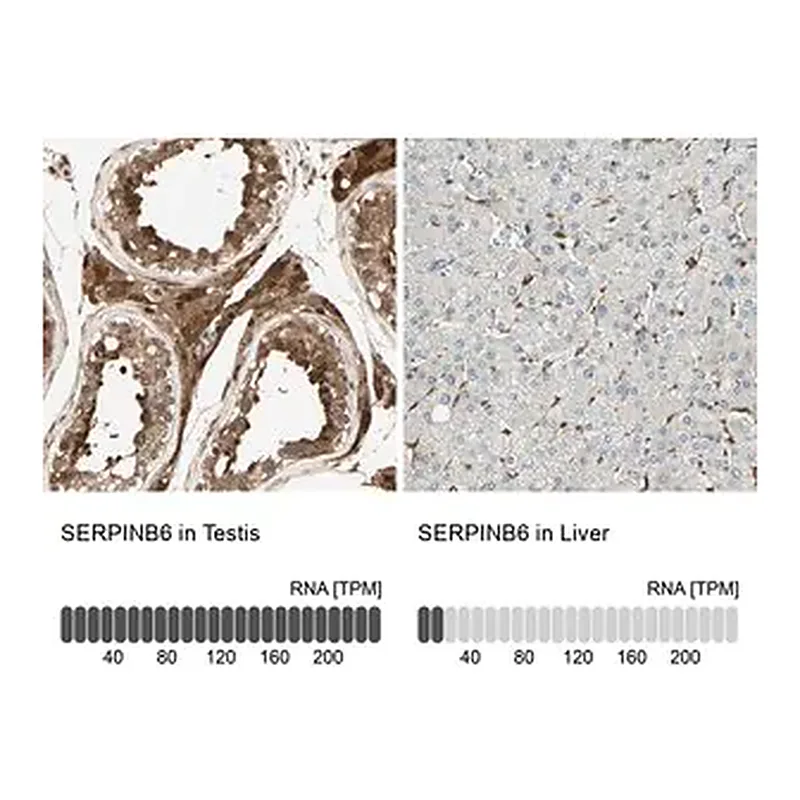 Merck Anti-SERPINB6 antibody produced in rabbit