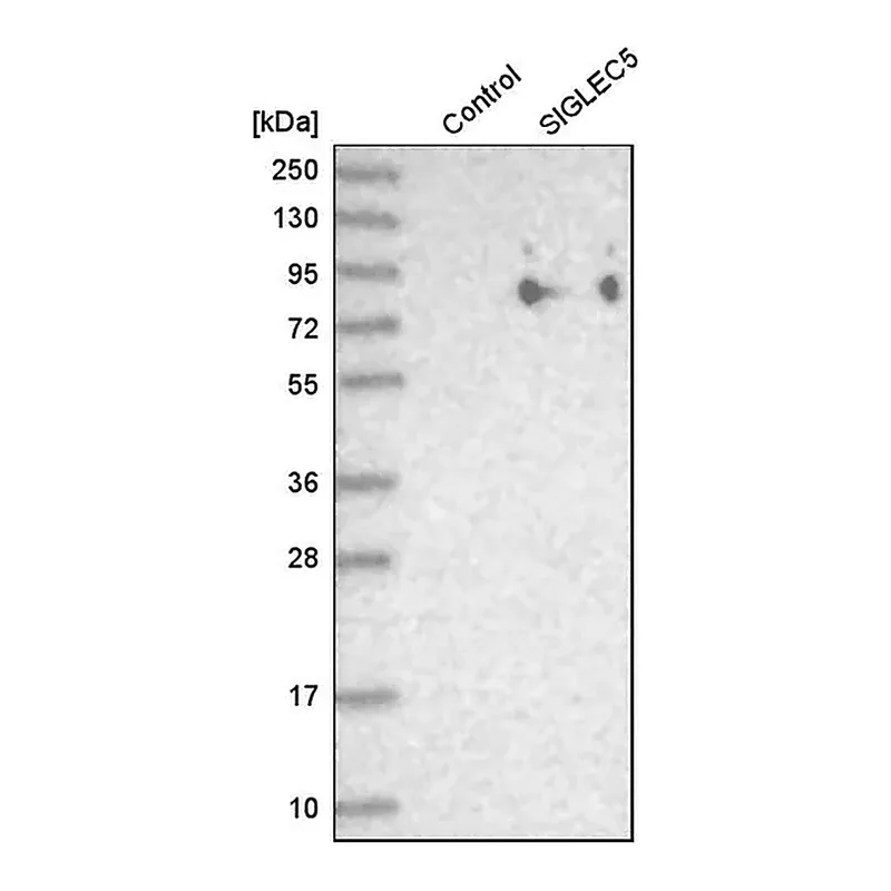 Merck Anti-SIGLEC5 antibody produced in rabbit