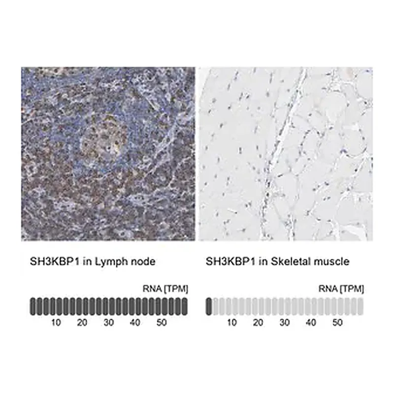 Merck Anti-SH3KBP1 antibody produced in rabbit