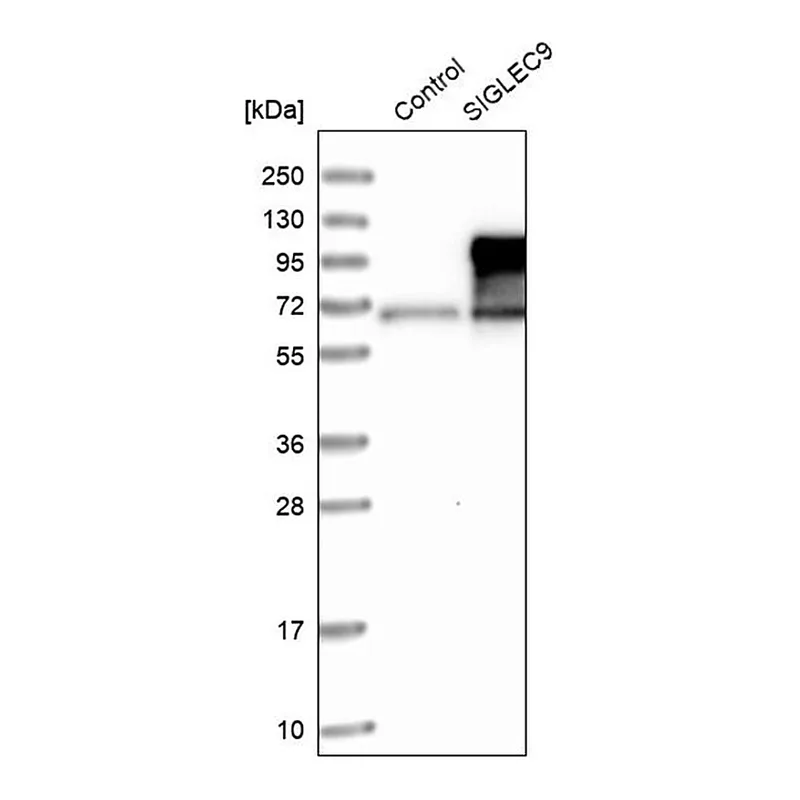 Merck Anti-SIGLEC9 antibody produced in rabbit