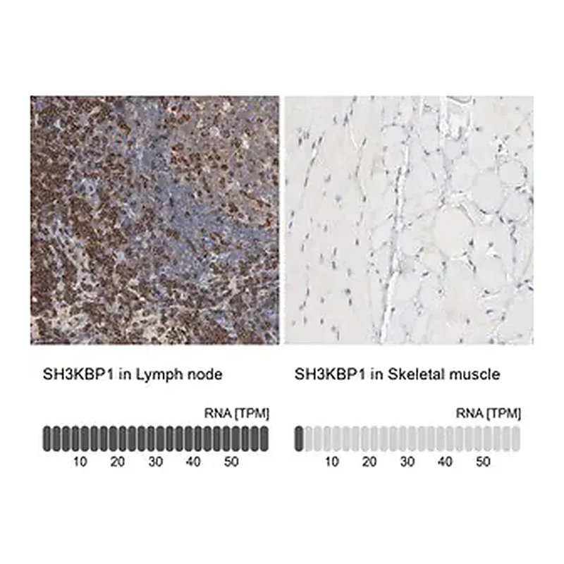 Merck Anti-SH3KBP1 antibody produced in rabbit