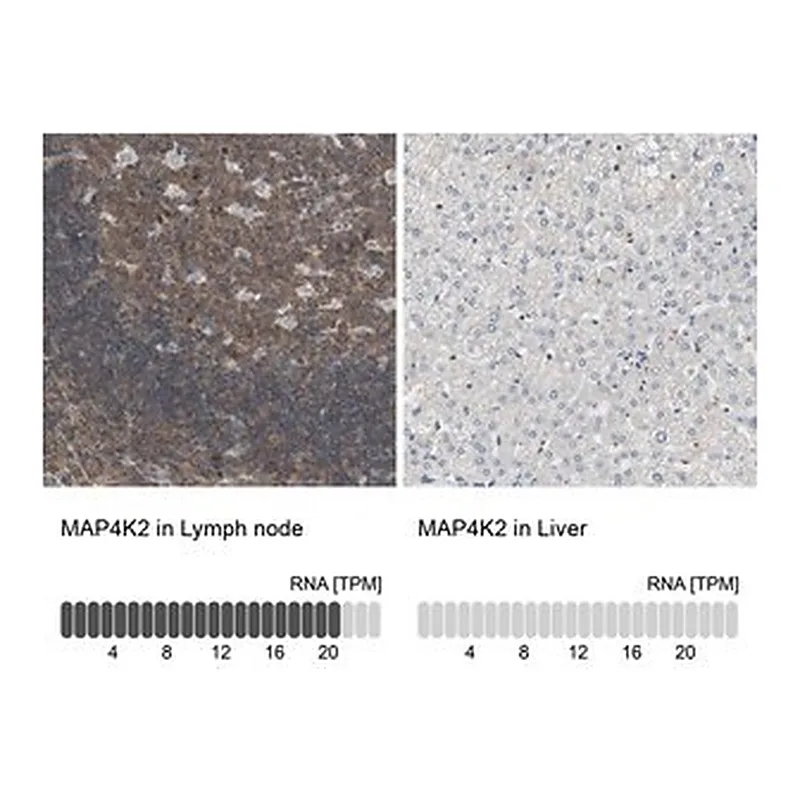 Merck Anti-MAP4K2 antibody produced in rabbit