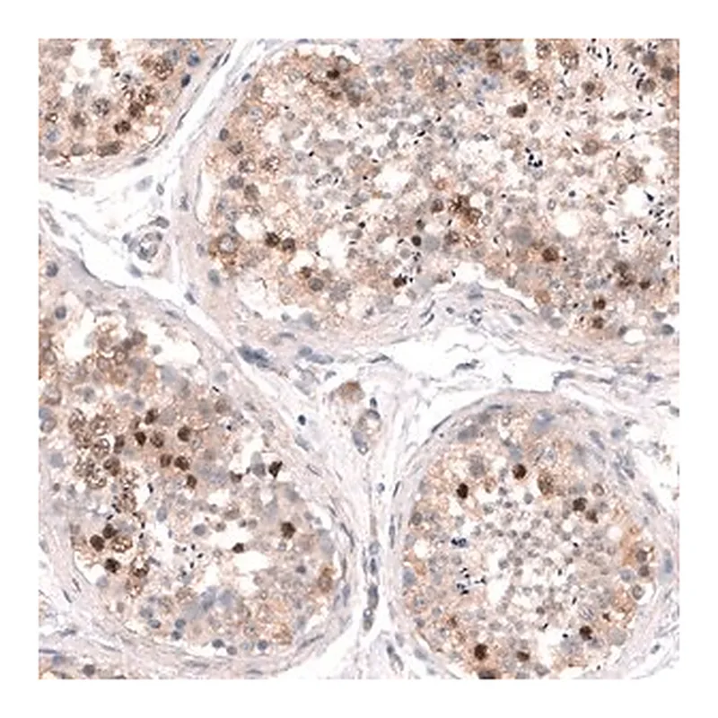 Merck Anti-SHOC2 antibody produced in rabbit