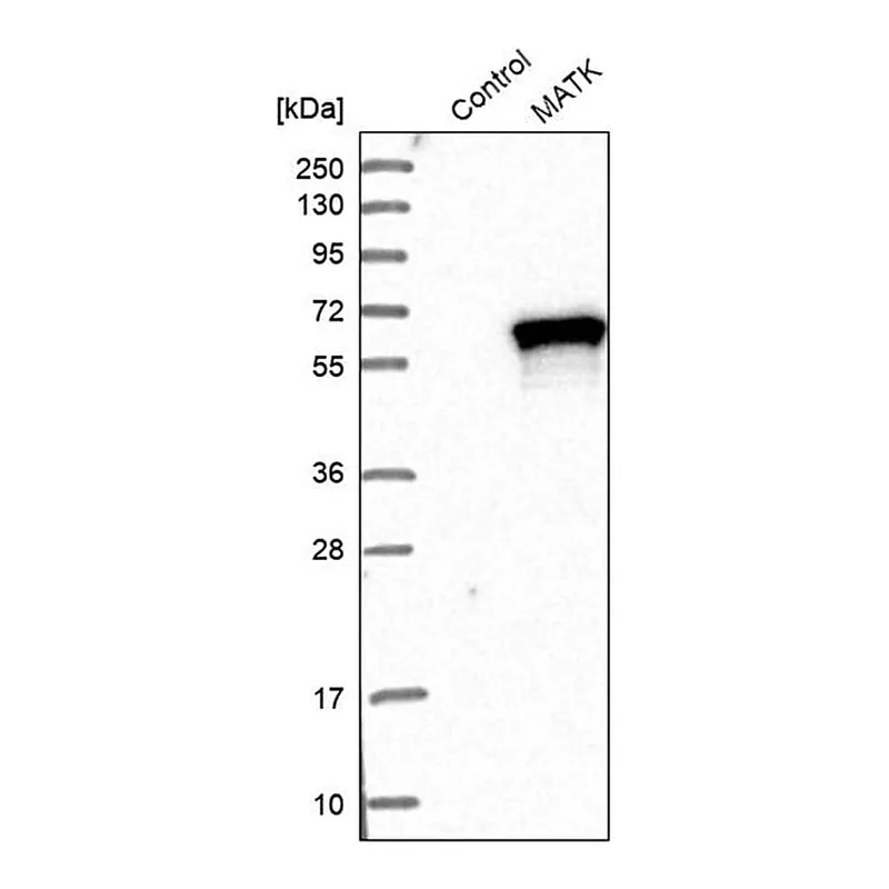 Merck Anti-MATK antibody produced in rabbit