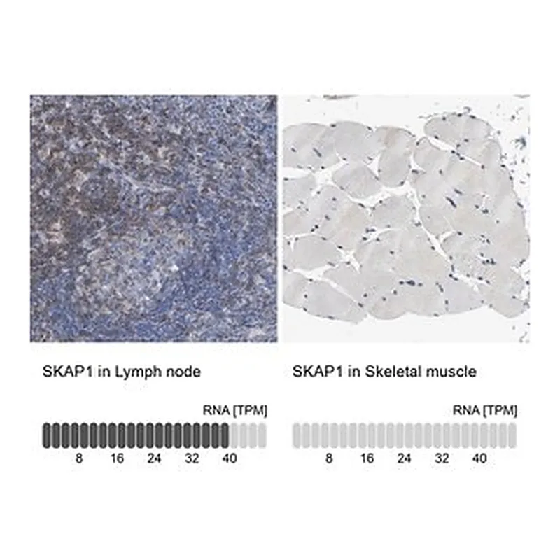Merck Anti-SKAP1 antibody produced in rabbit