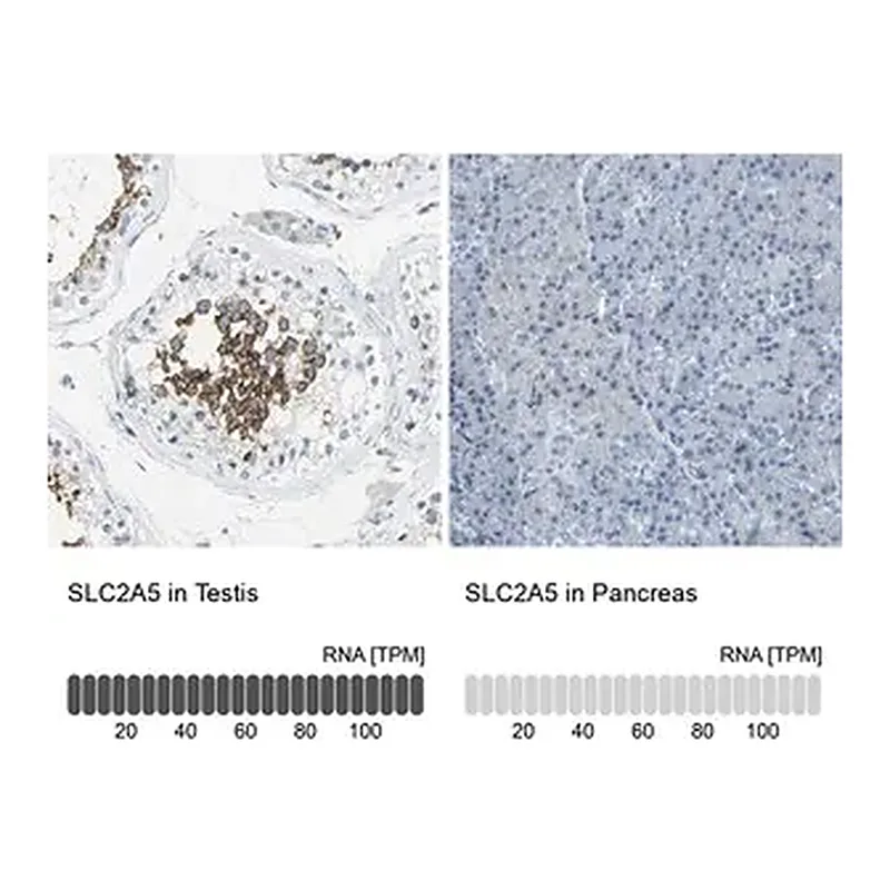 Merck Anti-SLC2A5 antibody produced in rabbit