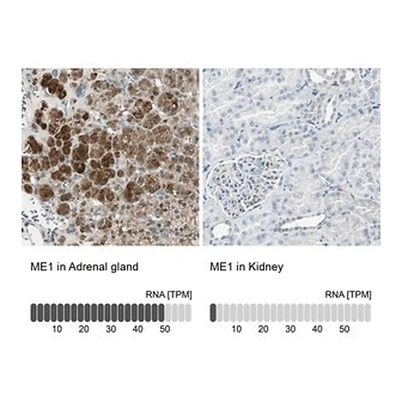 Merck Anti-ME1 antibody produced in rabbit