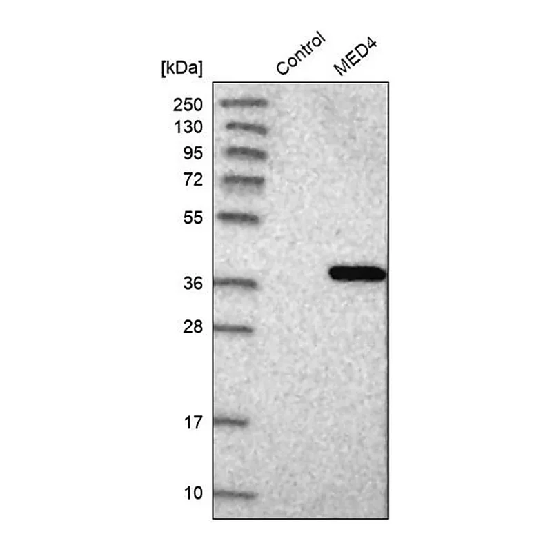 Merck Anti-MED4 antibody produced in rabbit