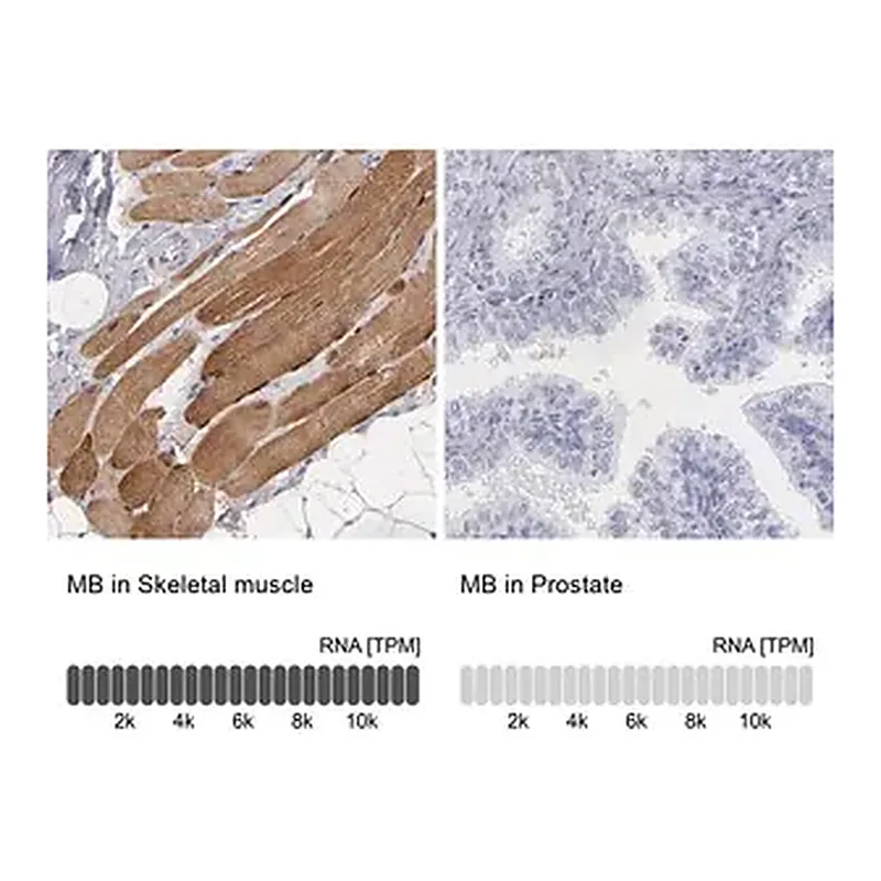 Merck Anti-MB antibody produced in rabbit