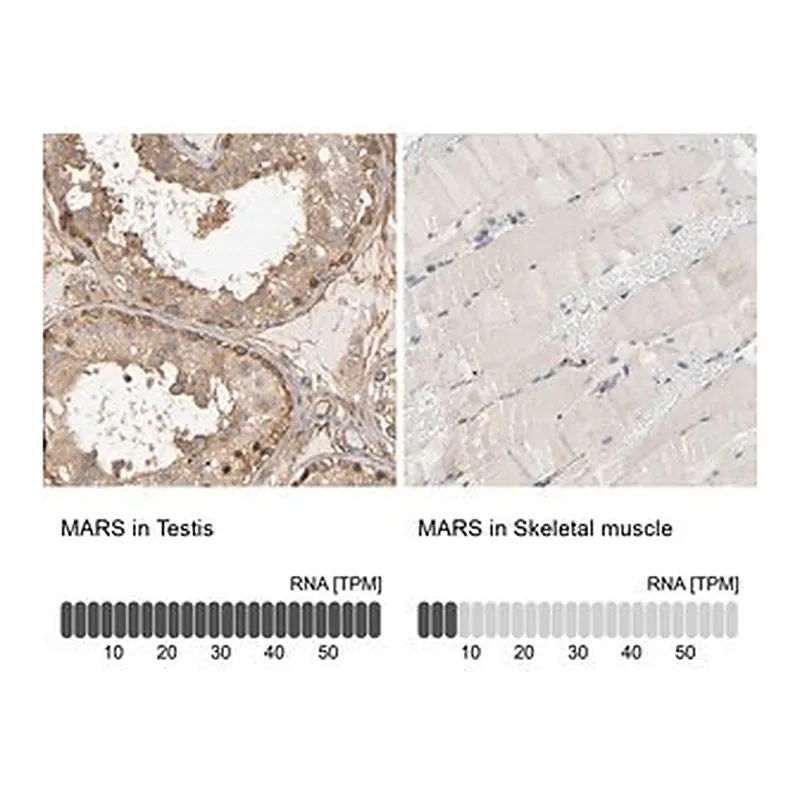 Merck Anti-MARS antibody produced in rabbit