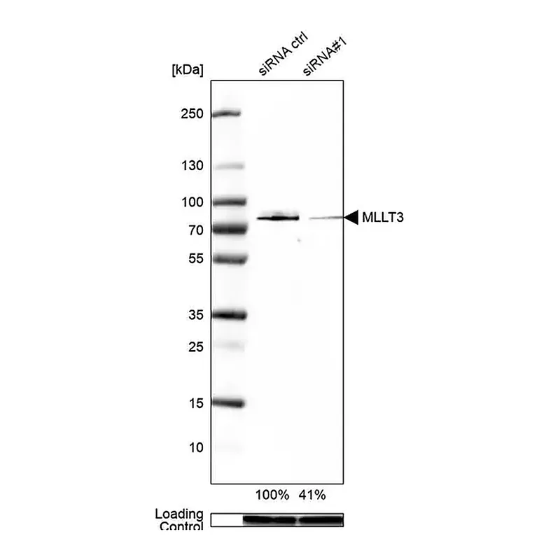 Merck Anti-MLLT3 antibody produced in rabbit