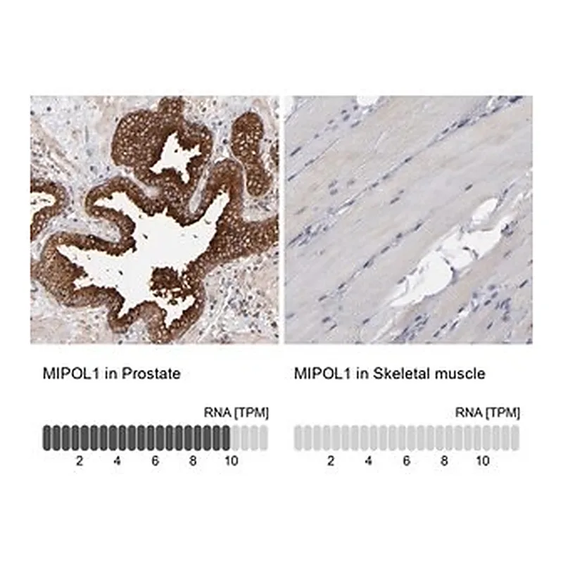 Merck Anti-MIPOL1 antibody produced in rabbit