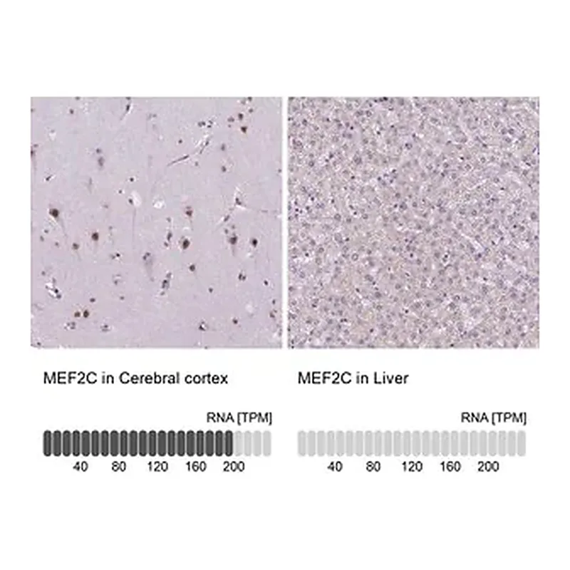 Merck Anti-MEF2C antibody produced in rabbit