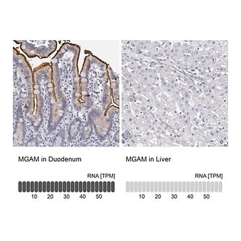Merck Anti-MGAM antibody produced in rabbit