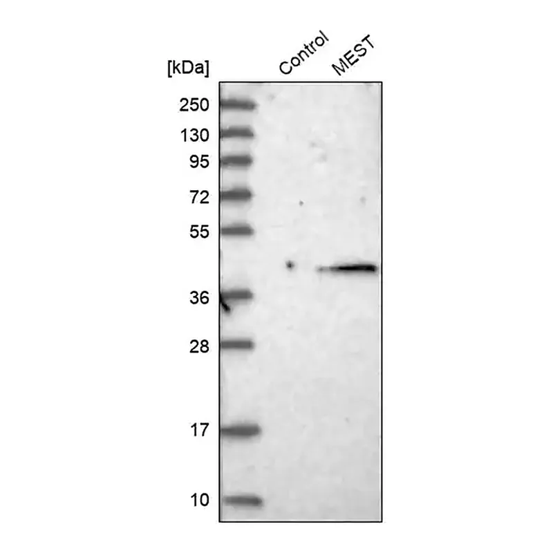 Merck Anti-MEST antibody produced in rabbit