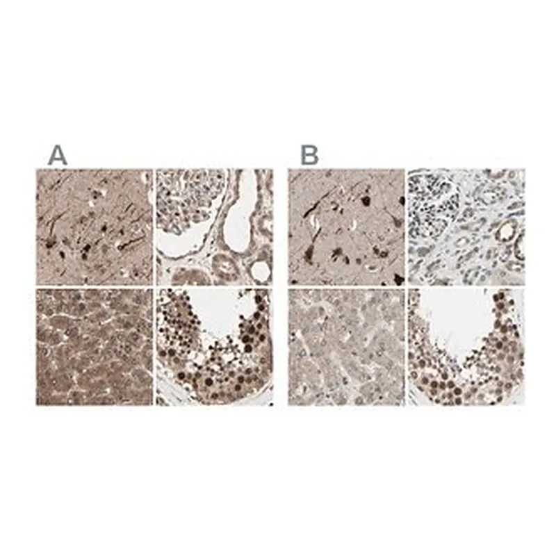 Merck Anti-MLF2 antibody produced in rabbit