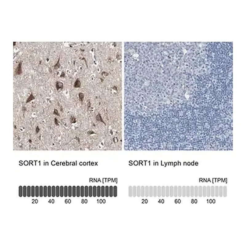 Merck Anti-SORT1 antibody produced in rabbit
