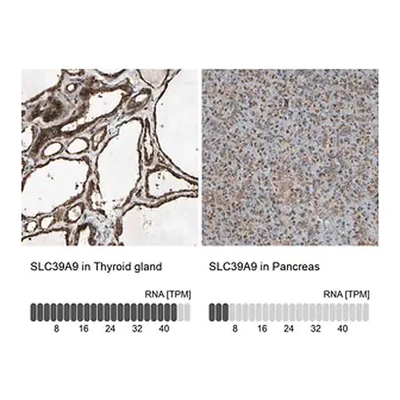 Merck Anti-SLC39A9 antibody produced in rabbit
