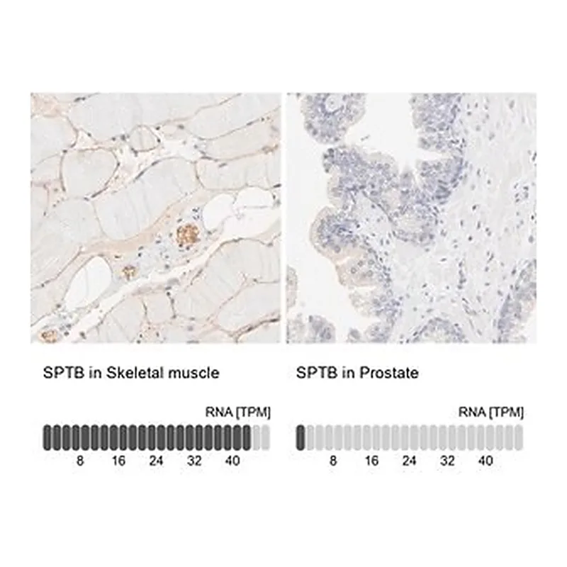 Merck Anti-SPTB antibody produced in rabbit