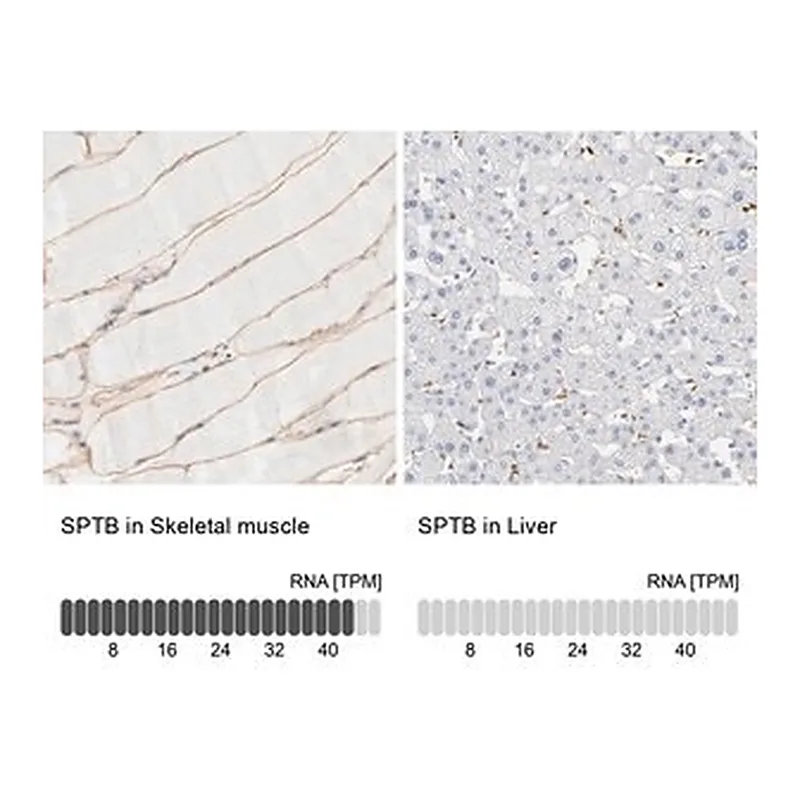 Merck Anti-SPTB antibody produced in rabbit