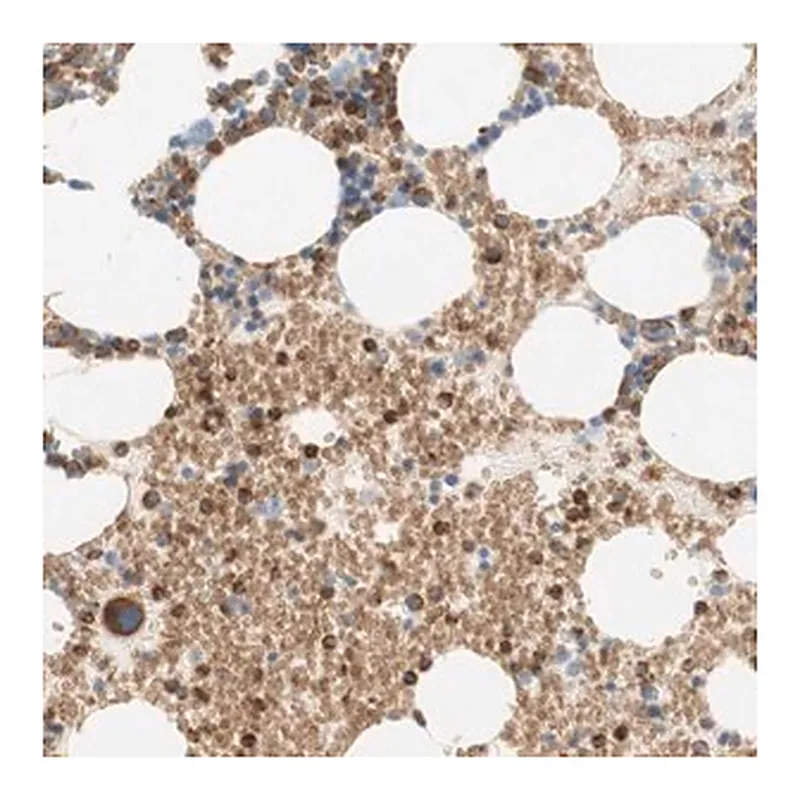 Merck Anti-STOM antibody produced in rabbit