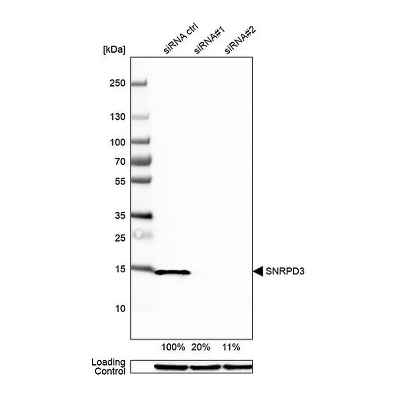 Merck Anti-SNRPD3 antibody produced in rabbit