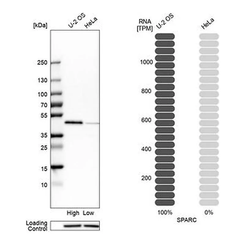 Merck Anti-SPARC antibody produced in rabbit