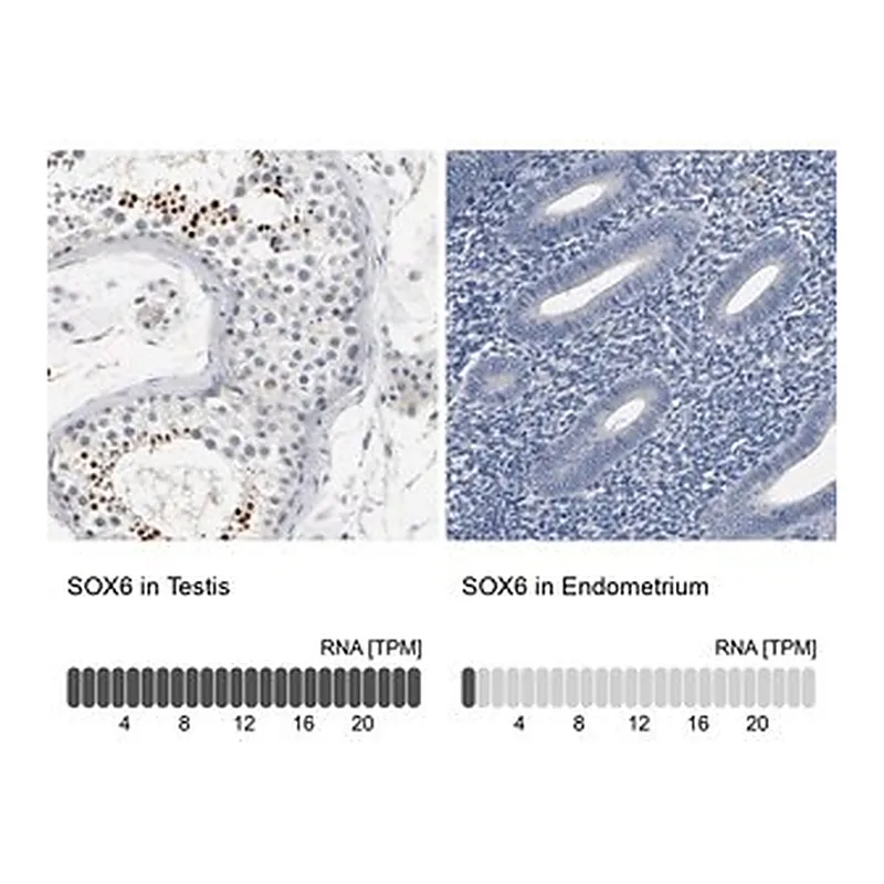 Merck Anti-SOX6 antibody produced in rabbit