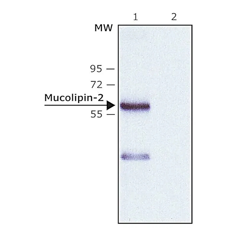 Merck Anti-Mucolipin-2 (C-terminal) antibody produced in rabbit