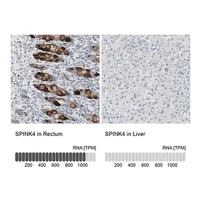 Merck Anti-SPINK4 antibody produced in rabbit