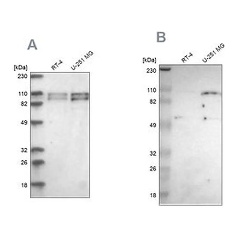 Merck Anti-STRN3 antibody produced in rabbit