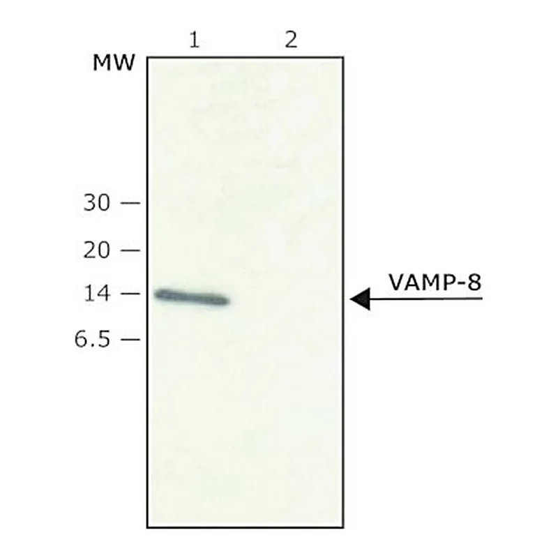 Merck Anti-VAMP-8 antibody produced in rabbit