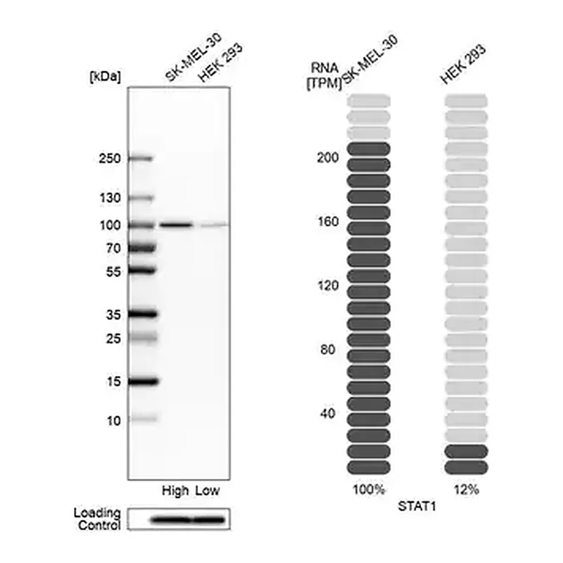 Merck Anti-STAT1 antibody produced in rabbit