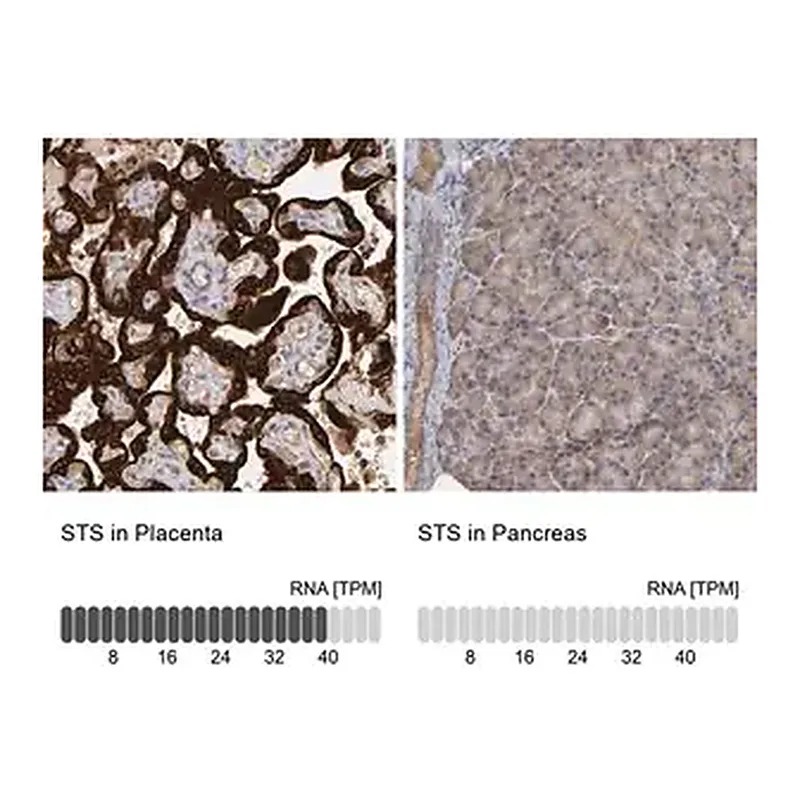 Merck Anti-STS antibody produced in rabbit