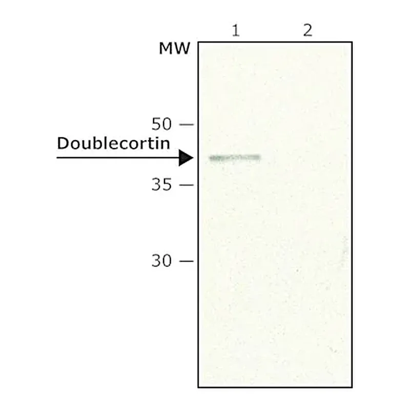 Merck Anti-Doublecortin (N-terminal) antibody produced in rabbit