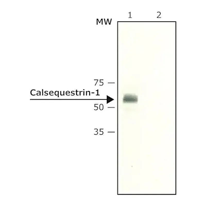Merck Anti-Calsequestrin-1 antibody produced in rabbit