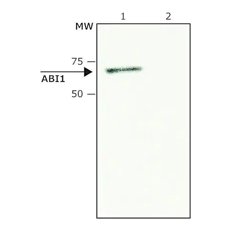 Merck Anti-ABI1 antibody produced in rabbit