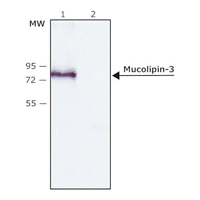 Merck Anti-Mucolipin-3 (C-terminal) antibody produced in rabbit