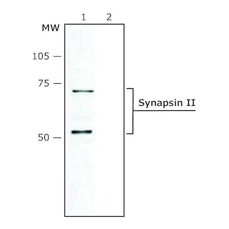 Merck Anti-Synapsin II antibody produced in rabbit