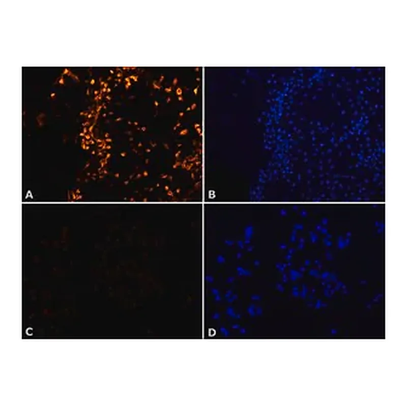 Merck Anti-MNK2 (N-terminal) antibody produced in rabbit