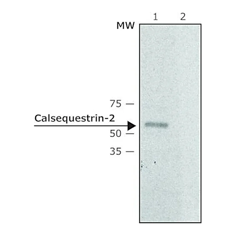 Merck Anti-Calsequestrin-2 antibody produced in rabbit