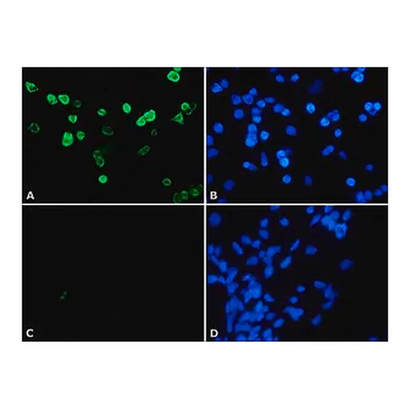Merck Anti-Histone Deacetylase 4 (HDAC4) (DM-15) antibody produced in rabbit