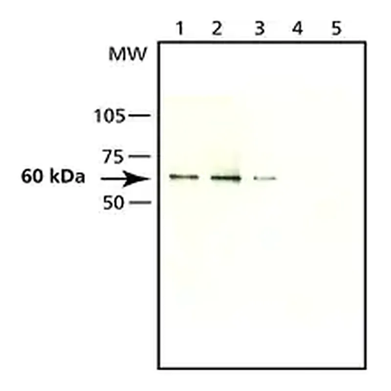 Merck Anti-Seladin-1 antibody produced in rabbit