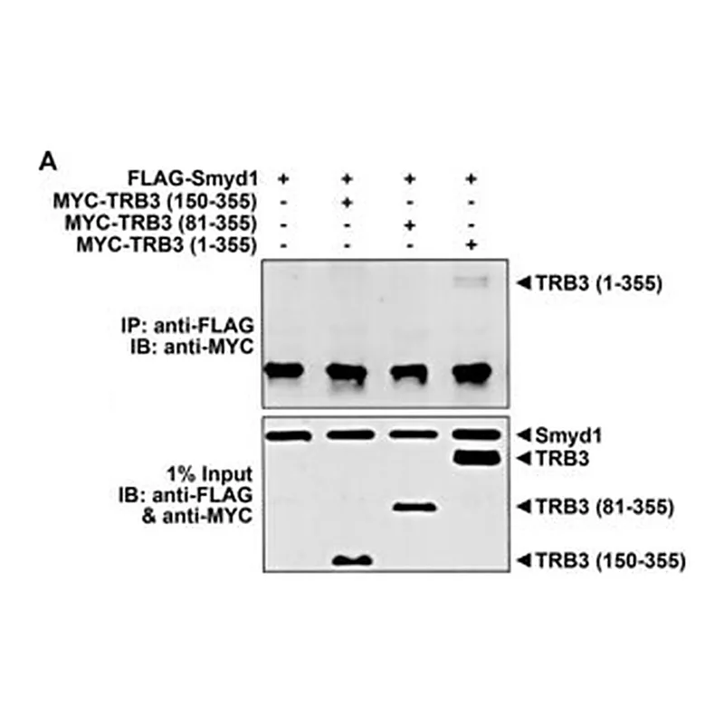 Merck Anti-TRB3 (N-terminal) antibody produced in rabbit