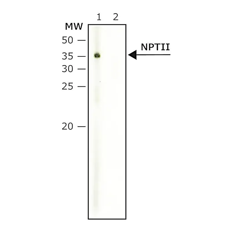 Merck Anti-NPTII antibody produced in rabbit