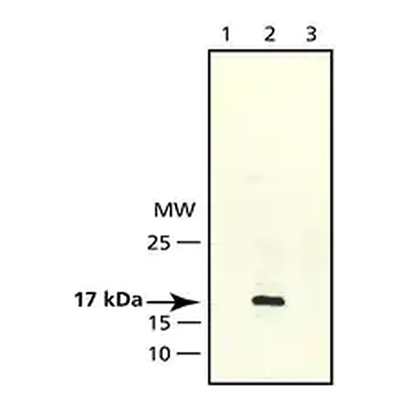 Merck Anti-CENP-A antibody produced in rabbit