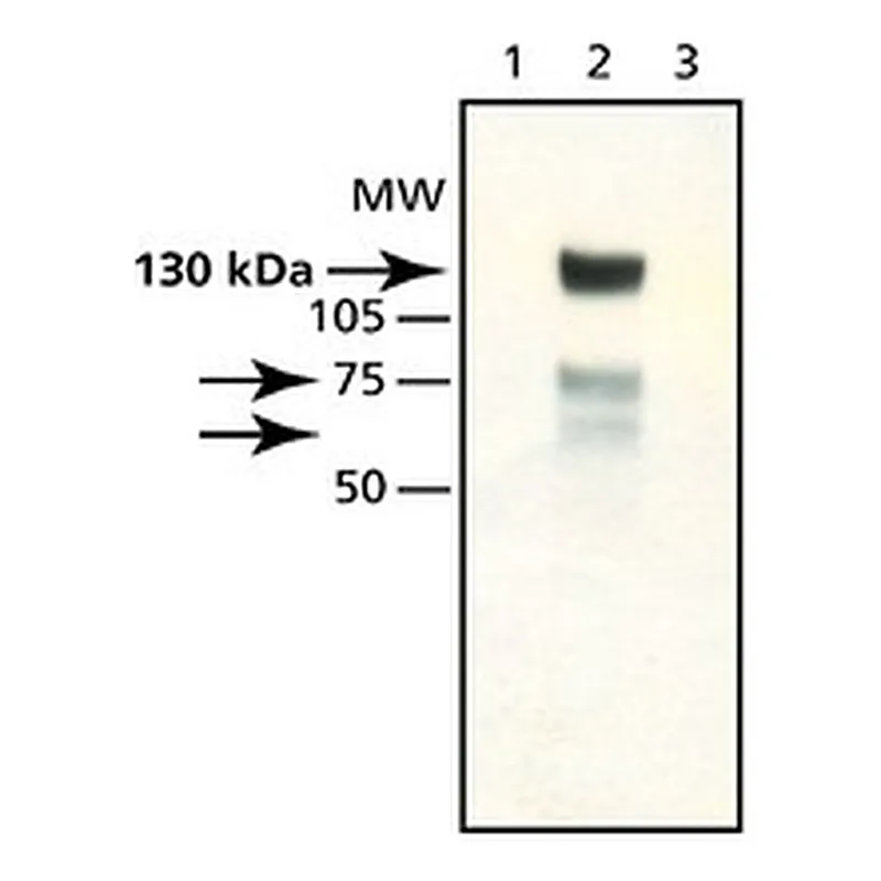 Merck Anti-Synphilin-1 antibody produced in rabbit
