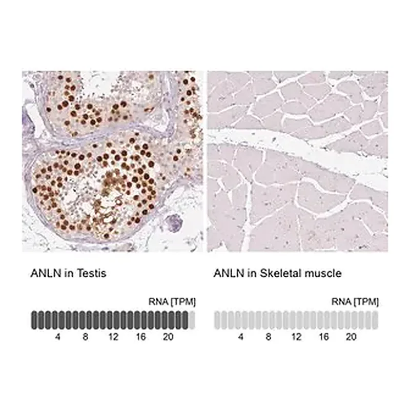 Merck Monoclonal Anti-ANLN antibody produced in mouse